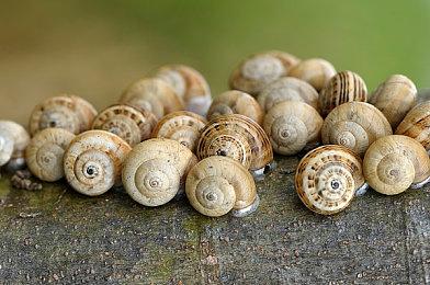 经典游戏《野兽传奇》限时免费发布 纪念摇滚巨星奥兹